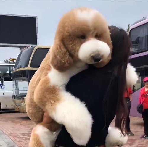 贵宾犬技能训练（培养贵宾犬的几种技能训练方法，让生活更和谐）