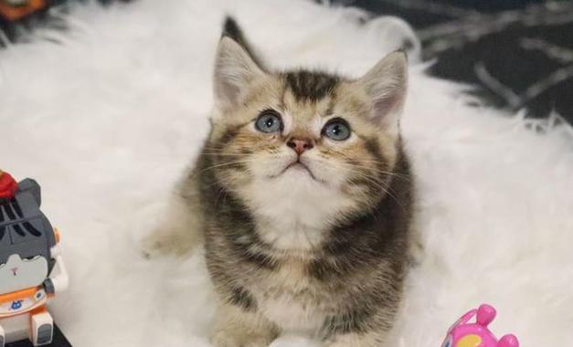 曼基康猫（深入了解曼基康猫的特点和饲养方法）