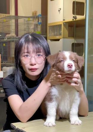 边境牧羊犬的疫苗接种指南（保护你的边境牧羊犬免受疾病侵害的必要措施）