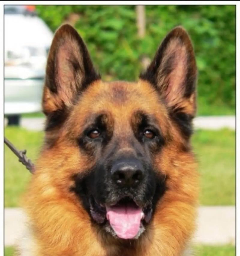 德国牧羊犬（揭秘德国牧羊犬的迷人之处，了解这个颜值与才华并存的狗种）
