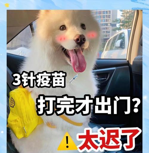 幼犬适合外出的最佳时机（合适的年龄带幼犬外出探索新世界）