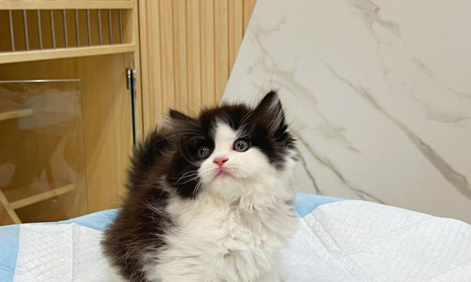 猫咪长毛的时间及特点（探讨猫咪长毛的周期与影响因素）