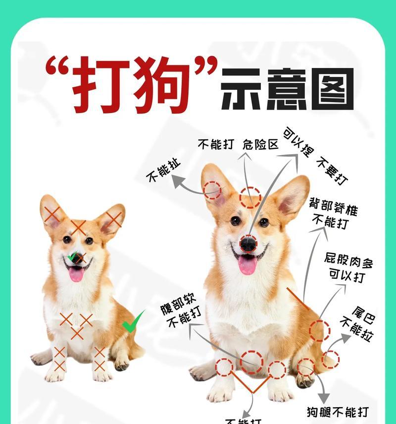 养一只拉布拉多犬需要多少花费？（新手铲屎官，了解一下养狗的费用分项吧！）