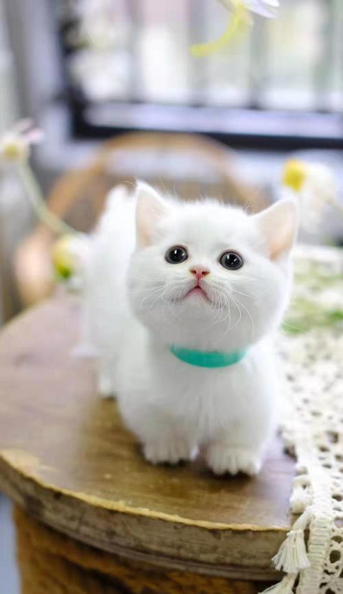 六种最粘人的猫咪，让你爱不释手！（可爱又好看的猫咪品种推荐，宛如身上的小绒球）