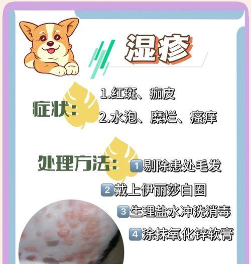 预防狗狗皮肤病，选择易得皮肤病较少的狗品种（哪些狗不易得皮肤病，选择它们作为宠物可降低患病风险）