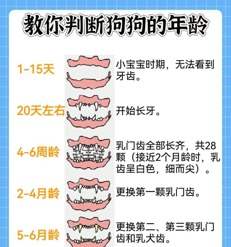 狗狗对主人的认同需要多久？（了解狗狗与主人建立亲密关系的时间周期）
