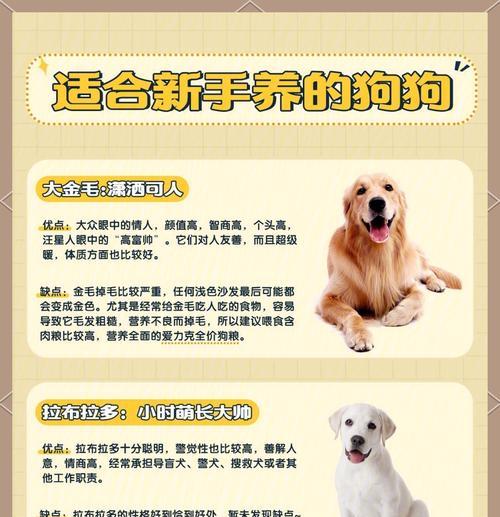 以萨摩幼犬的适宜运动时长及注意事项（保持健康与活力的关键）
