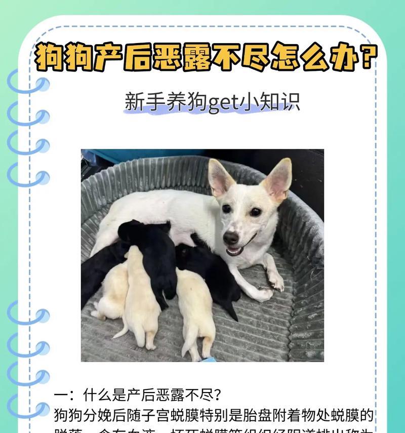 狗狗产后多久有奶？（了解狗狗产后哺乳周期的关键信息）