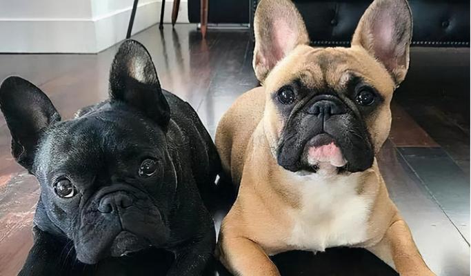 以巴哥犬VS法斗（区分两者的特点和人们偏爱法斗犬的原因）