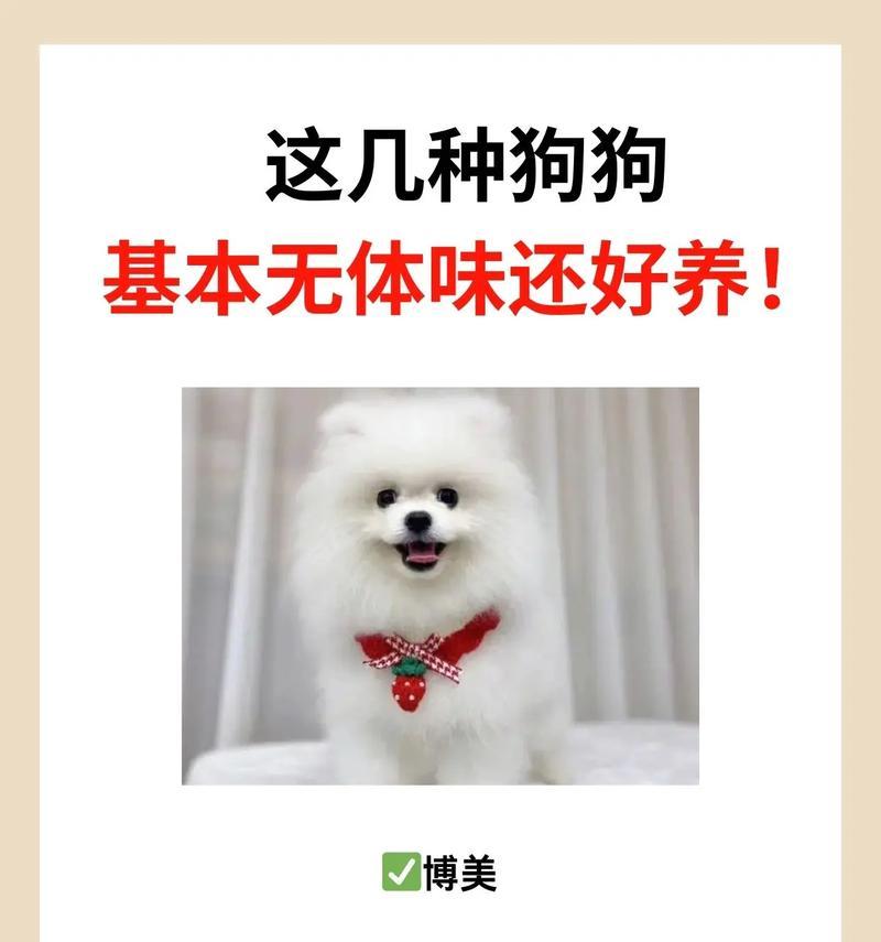 科学喂养贵宾犬，让它健康快乐（贵宾犬的饮食要点和饲养误区）