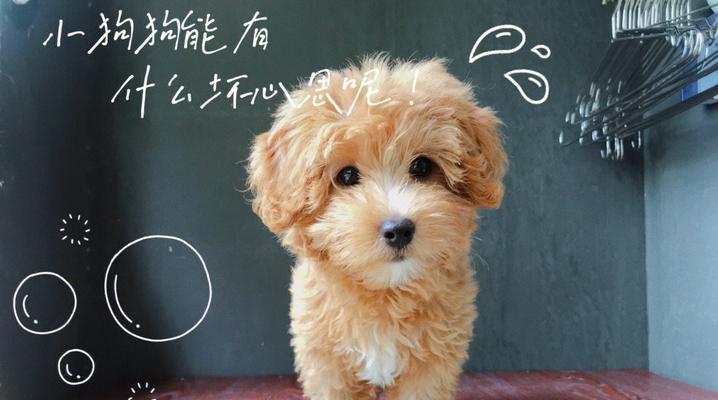狗毛的生长周期及关键因素（探究狗毛生长周期与护理的重要性）