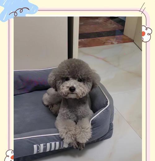 如何挑选适合的泰迪犬作为宠物（挑选泰迪犬时应注意的事项及关键要点）