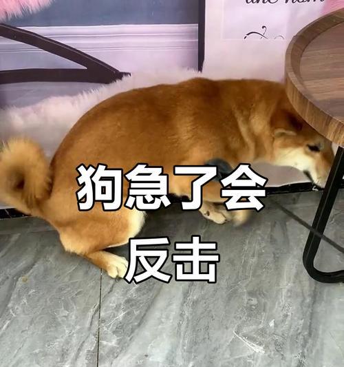 狗狗训练的有效方法（如何让你的狗狗听话）