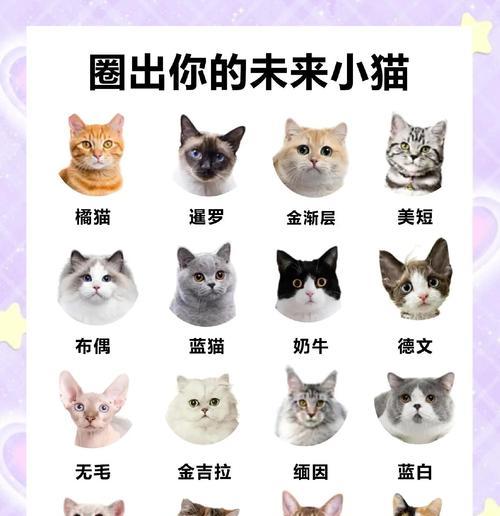 养猫新手必看（从零开始，打造健康可爱的小猫伙伴）