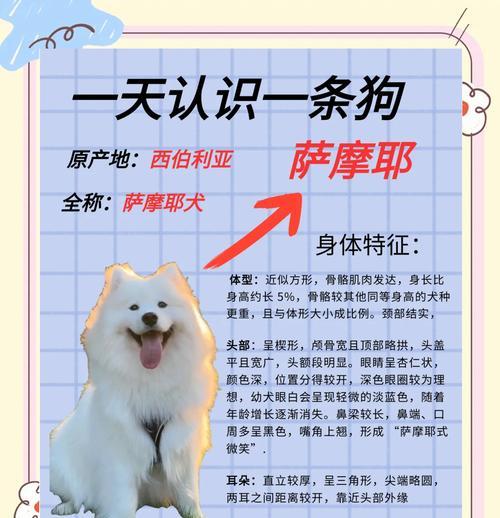 以萨摩耶多久能长成大犬？（揭秘萨摩耶幼犬成长周期及关键阶段）
