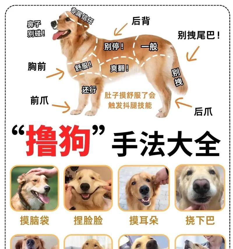 狗狗的交配方式（探索狗狗繁殖的多样性）