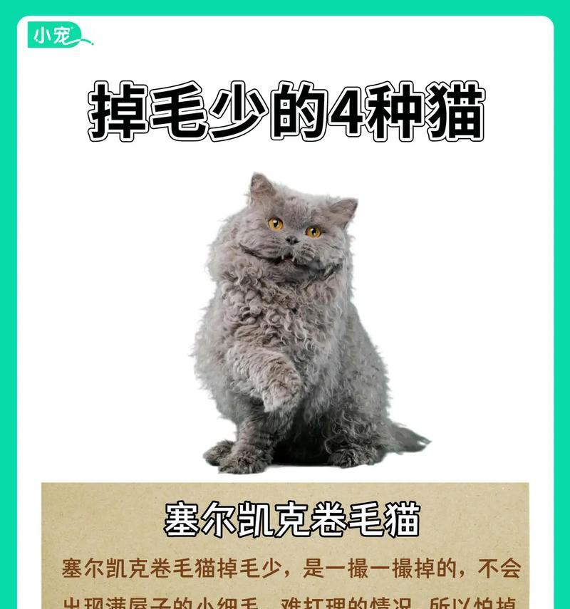 布偶猫毛发修剪频率及注意事项（了解布偶猫的毛发修剪周期，让你的猫咪更舒适和健康）