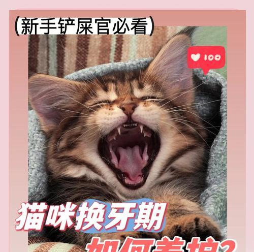 猫咪换牙时间长短的关键因素及注意事项（猫咪换牙周期、猫咪牙齿保健的重要性、猫咪换牙时的饮食调整）