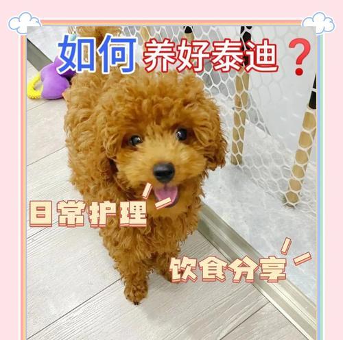 饲养泰迪犬的8大经验，让你的狗子寿命更长（掌握这些经验，提高泰迪犬的健康与寿命）
