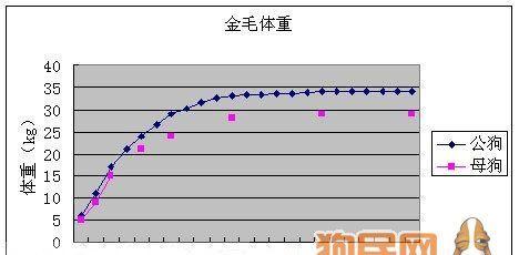 如何合理控制金毛体重？（按标准饮食为金毛定制每顿的食量）
