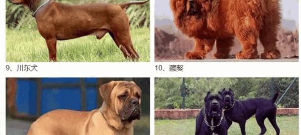 哪些狗狗的寿命较长？（了解这些狗狗，让你的宠物陪伴更长久）
