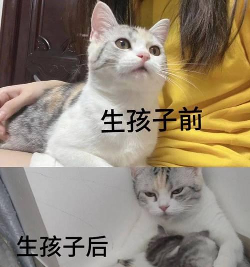 提高母猫生育率的方法（如何增加母猫产奶量）