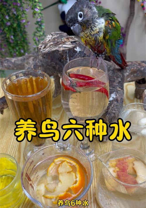 养鹦鹉鱼的最佳水温和盐度要求（以养鹦鹉鱼的最佳水温和盐度为例，打造舒适的鱼缸环境）