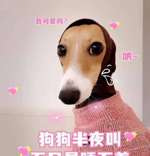 解读狗的不同叫声代表的情绪（了解狗狗叫声背后的含义和情感）