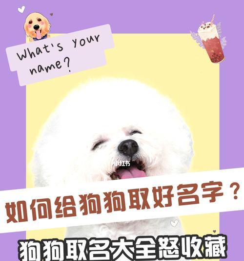 给狗狗取名字的六种方法（以什么方式命名你的宠物？）