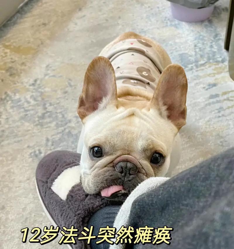 法斗价格下降的原因（探寻法斗价格下降的关键因素）