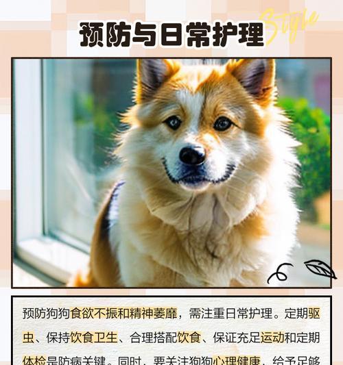 狗狗食欲不振，可能的原因及解决方法（了解为什么狗狗不吃饭不呕吐，帮助宠物恢复食欲）