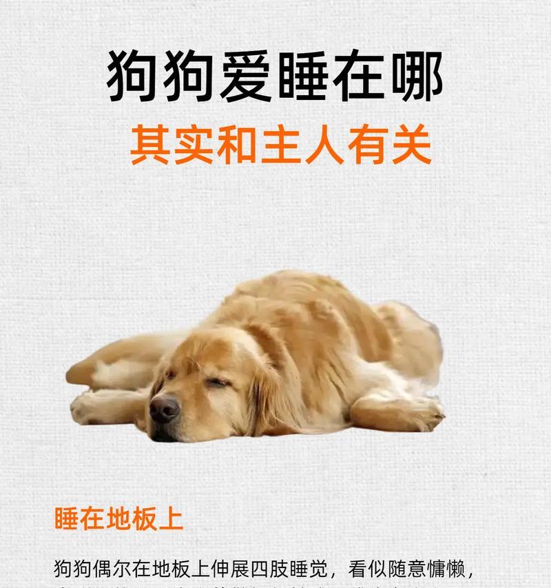 狗知道与主人分开多久吗？（狗的记忆力与情感表达能力）