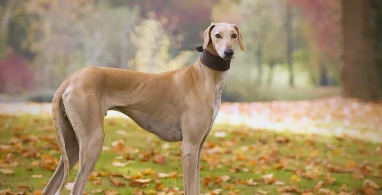 探索俄罗斯的犬之国度（俄罗斯犬种大观园——探索神秘而多样化的俄罗斯犬种世界）