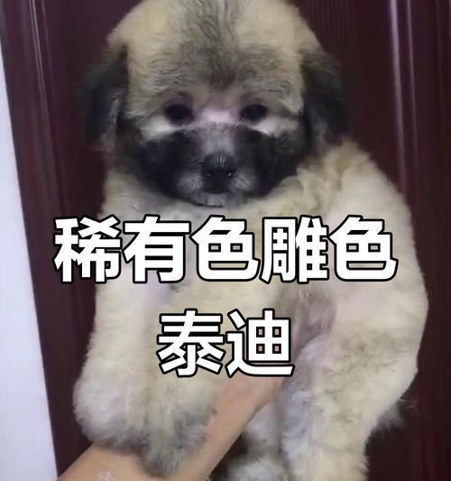 泰迪犬毛色变浅的原因及恢复方法（探究泰迪犬毛色变浅的原因以及如何通过饮食和护理来恢复）