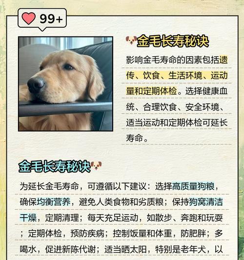 金毛犬的标准体重及掉毛缓解方法（金毛犬的健康体重及有效控制毛发脱落）