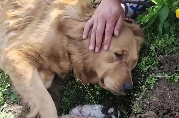 狗狗死后不能埋，科学依据揭示其处理方法（探索狗狗尸体处理的科学依据及合适的解决方案）