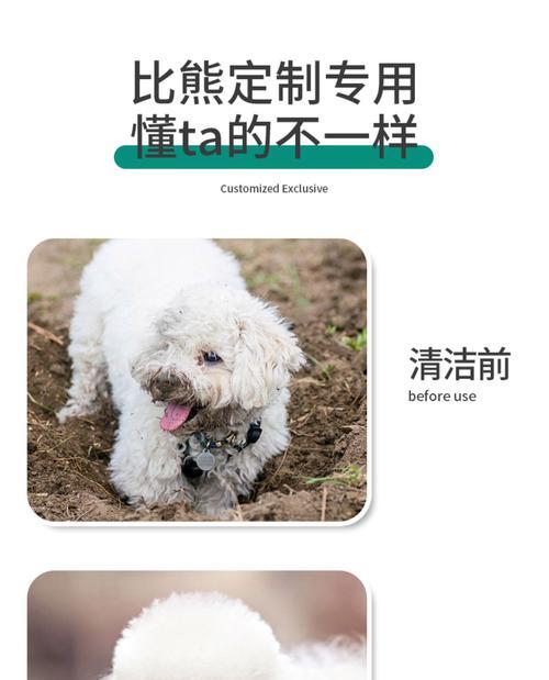 比熊犬洗澡频率究竟应该是多久一次？（了解适合比熊犬的洗澡频率，打造健康毛发美容）