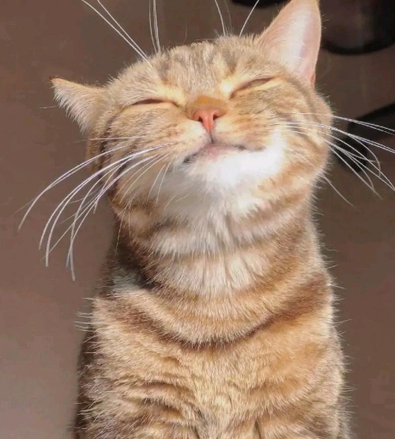 猫咪需要多久的太阳光照？（太阳光对猫咪的健康有何影响？）