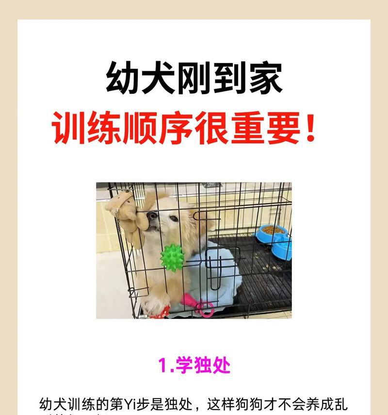 带回家的小狗需要多久进行训练？（了解狗狗适应新环境所需的时间）