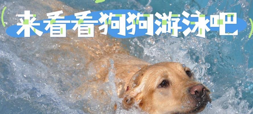 狗的游泳能力和持久力究竟有多强？（揭秘狗在水中的表现和耐力限制，解答狗狗游泳时需要注意的事项）