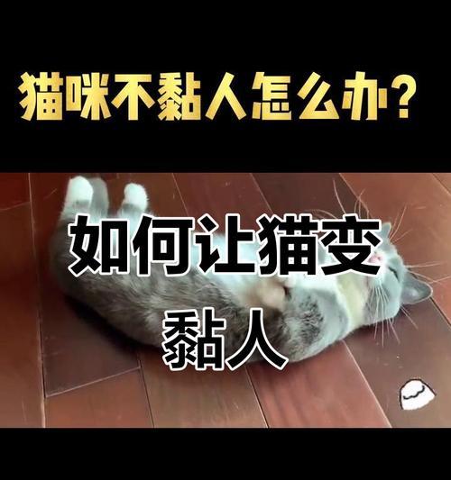 猫咪对你有这10种亲昵表现，说明它已经把你当作亲人了（猫咪的亲密举动透露出它对你的爱意）