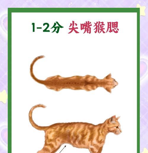 猫咪为什么会太瘦？——寻找瘦猫的原因（探索猫咪体重不足的可能原因及其对猫咪健康的影响）