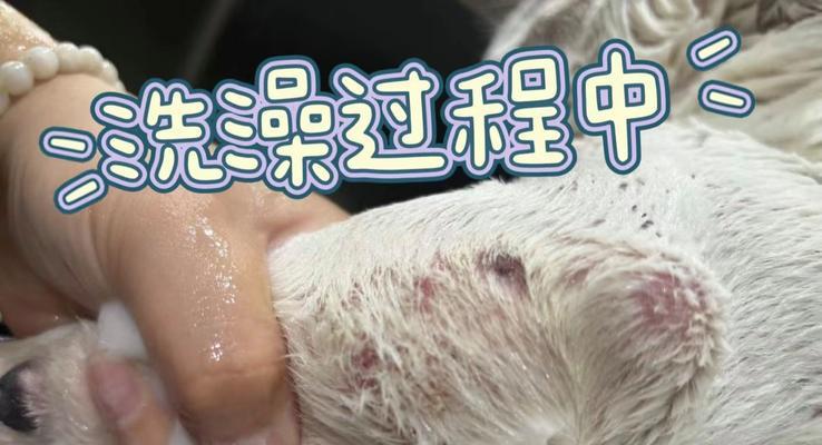 狗伤口结痂后多久可以洗澡？（了解合适的洗澡时机有助于伤口愈合）