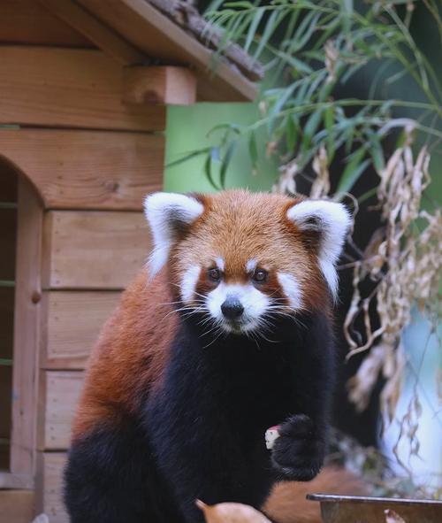 浣熊与小熊猫的“打架方式”（探究浣熊与小熊猫在打架时表现出的截然不同的行为特点）