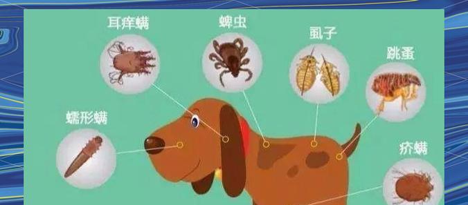 母狗配完后何时可以进行驱虫？（了解适宜时间，保障母狗的健康）