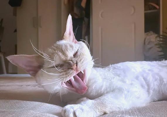 猫咪的呼噜声（揭秘猫咪的呼噜声，了解他们内心的真实想法）