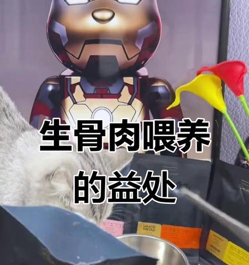 养育奶猫的正确饮食方式（生骨肉是否适合2个月的奶猫？如何安全喂养）