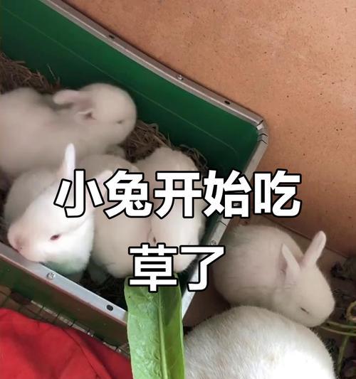 小兔子的饮食习惯和草食特性（草食动物的养殖和喂养要点）