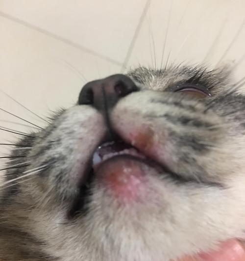 猫咪嘴唇溃烂的原因及处理方法（了解猫咪嘴唇溃烂的成因和怎样帮助它们康复）