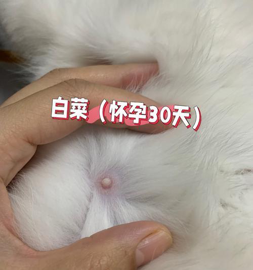 如何判断猫的怀孕期（探秘猫咪的孕期长度及相关判断方法）